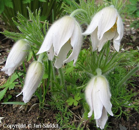 Pulsatilla vulgaris 'Alba'